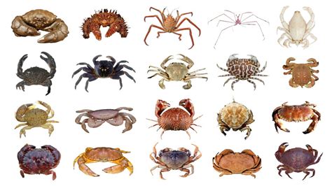 type of crap|Types of Crabs: Varieties from Around the World (with .